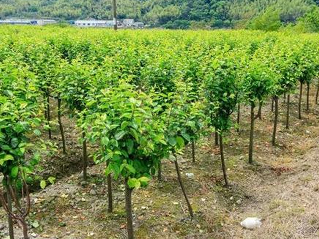 張掖市冬季造林苗木栽植工作全面啟動