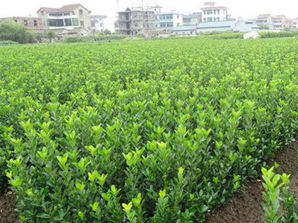 冬青球怎么種植？