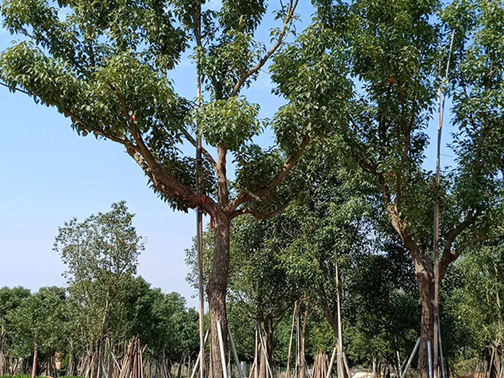 香樟樹要怎么移栽?香樟樹能不能裸根移栽