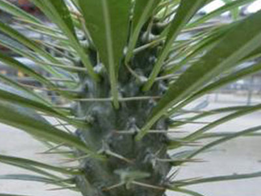 非洲霸王樹會開花嗎