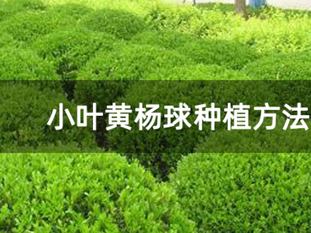 小葉黃楊球種植方法介紹