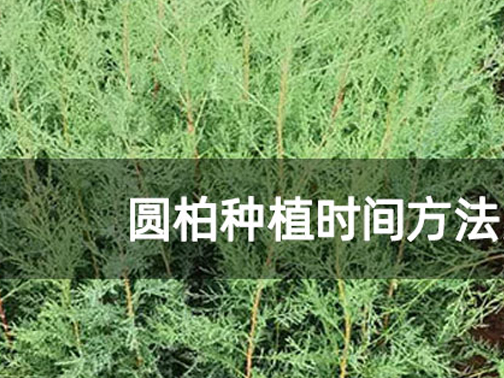 圓柏種植時間方法及注意事項