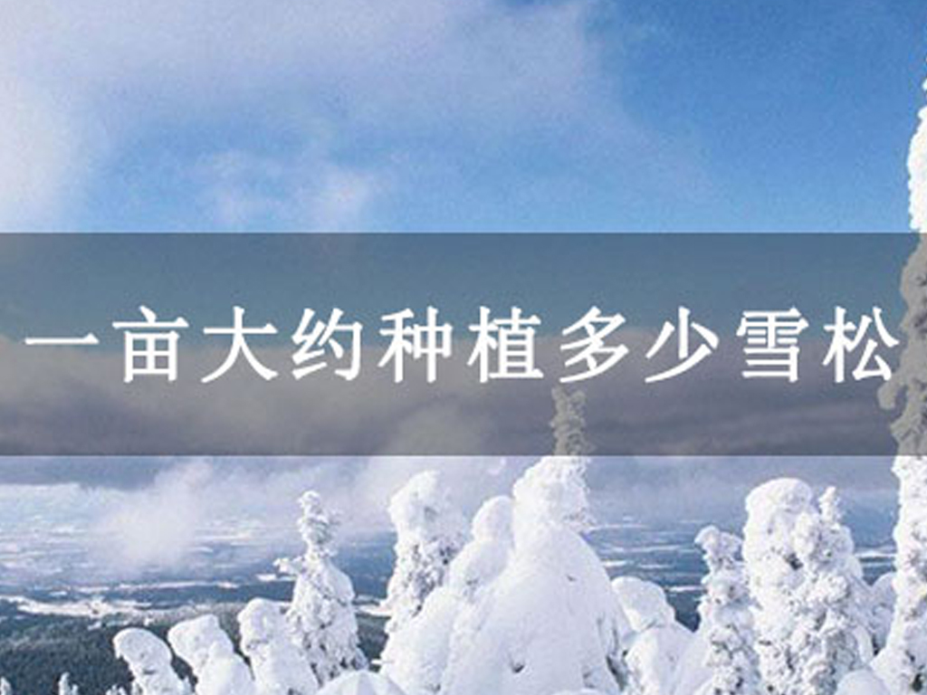 一畝大約種植多少雪松