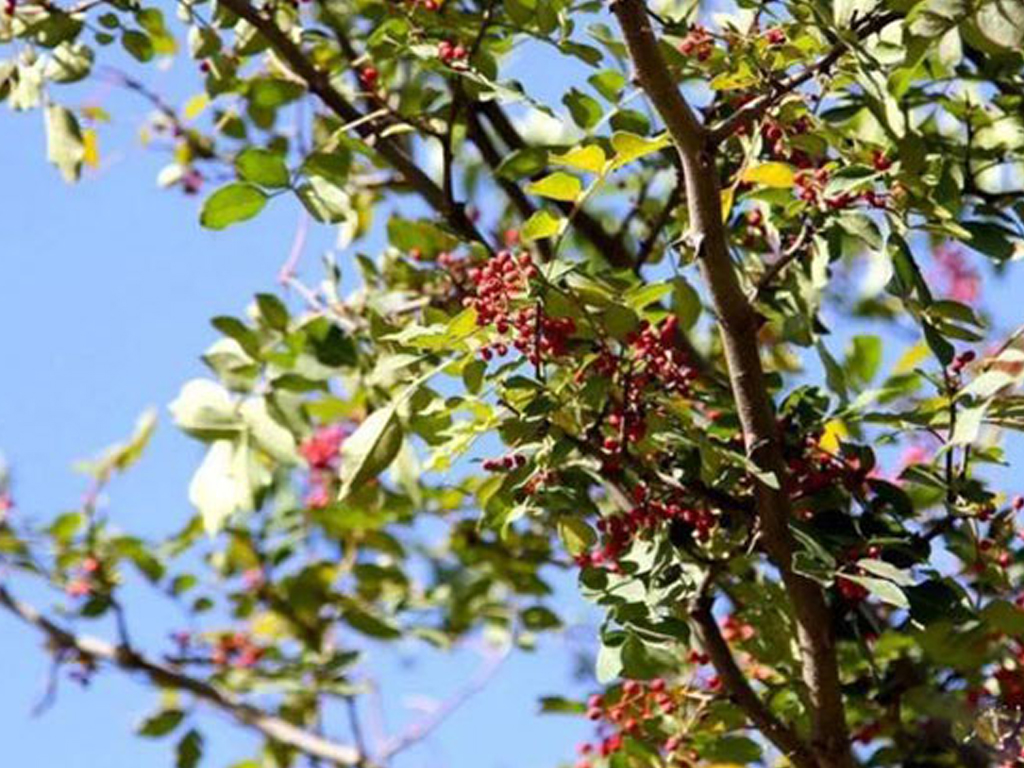 園林景觀樹木布置時需要注意哪些?