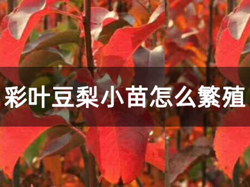 彩葉豆梨小苗怎么繁殖