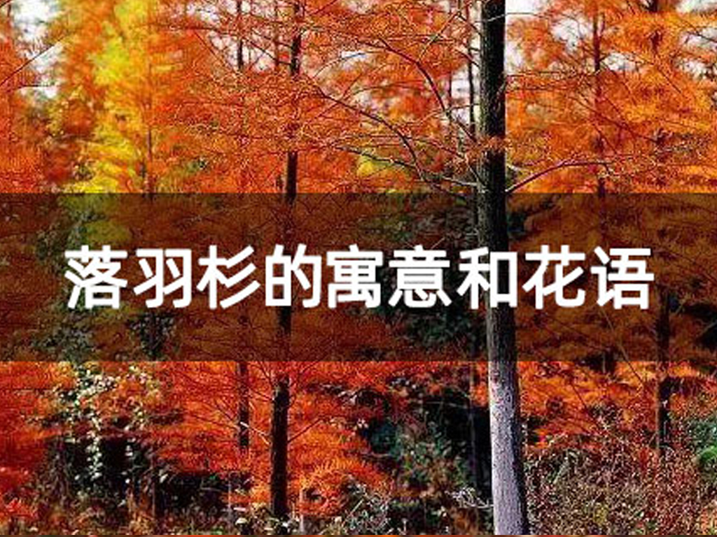 落羽杉的寓意和花語