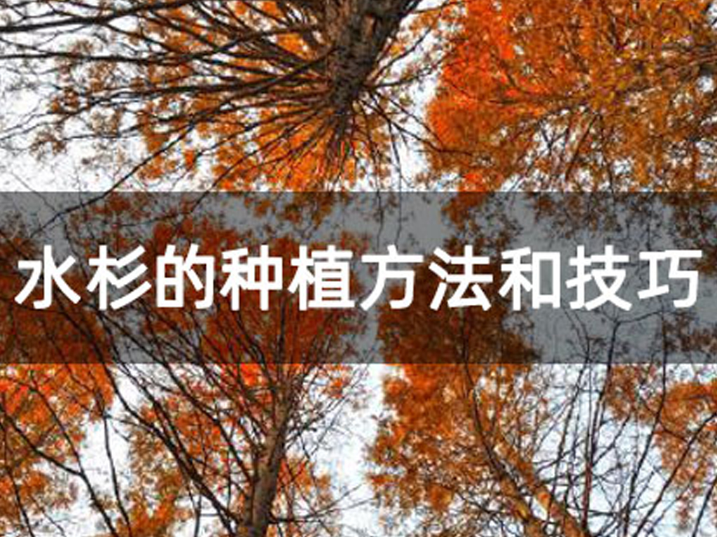 水杉的種植方法和技巧