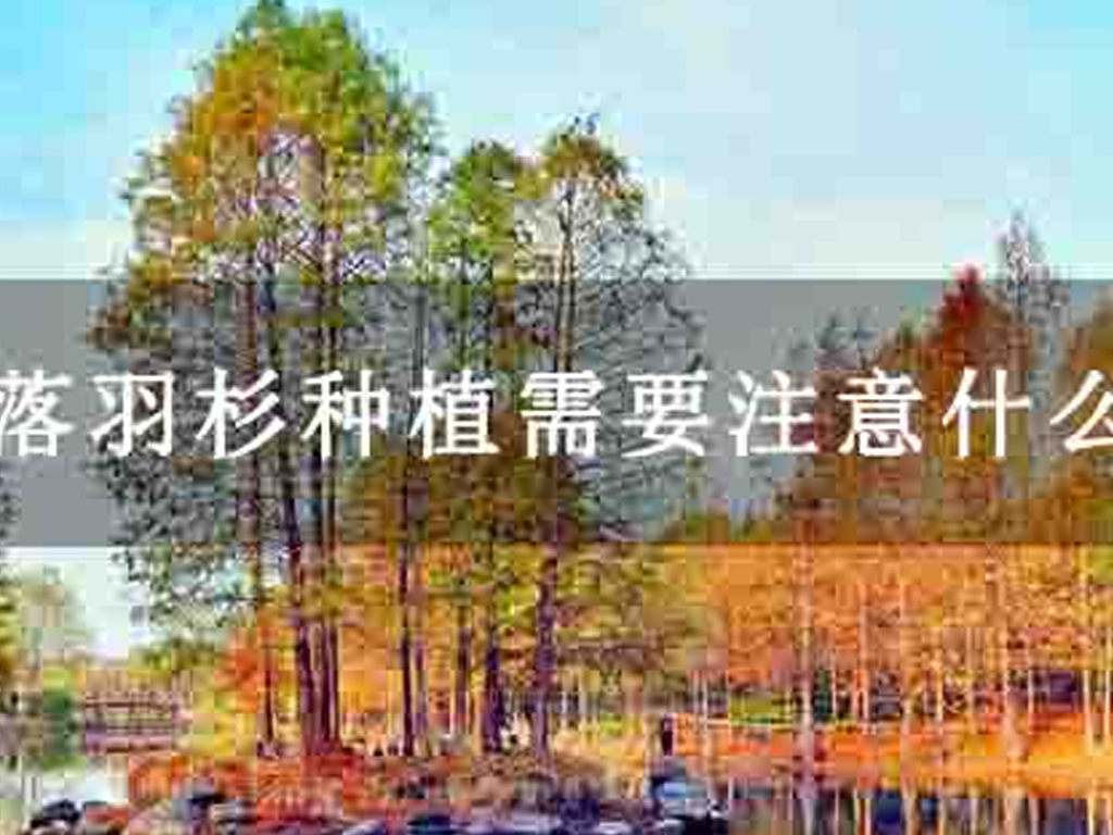 落羽杉種植需要注意什么