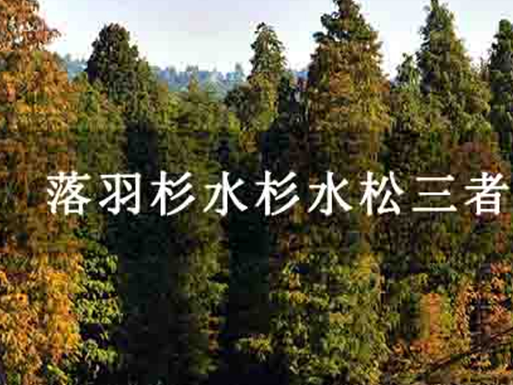 落羽杉水杉水松三者區別