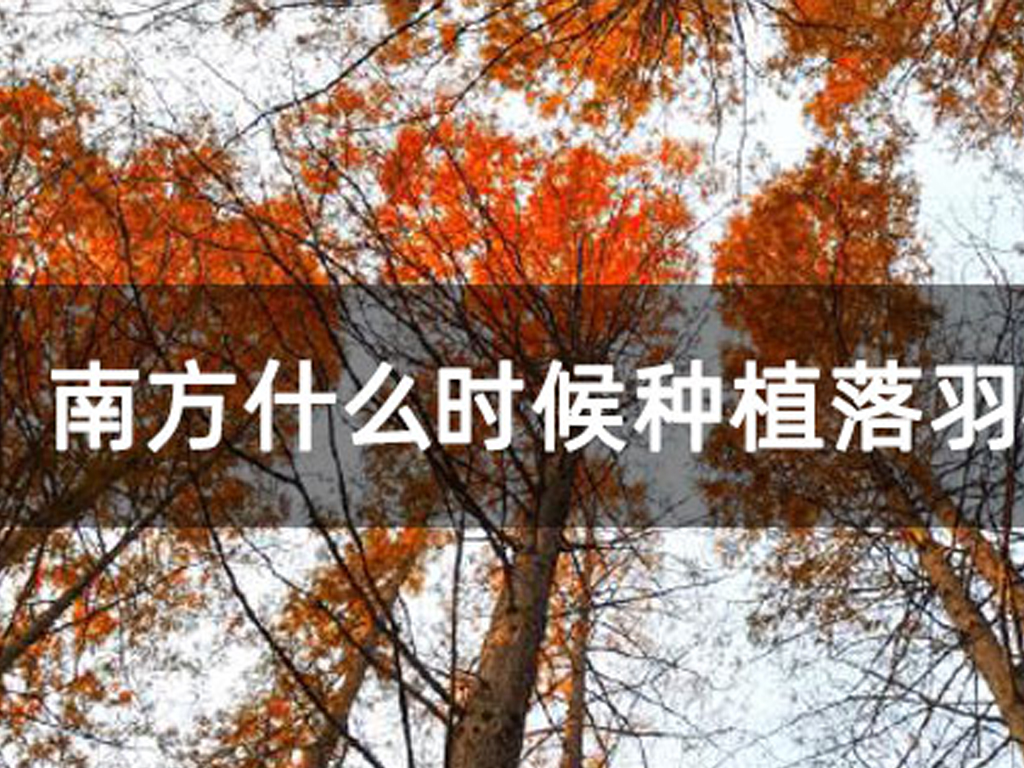 南方什么時候種植落羽杉種子