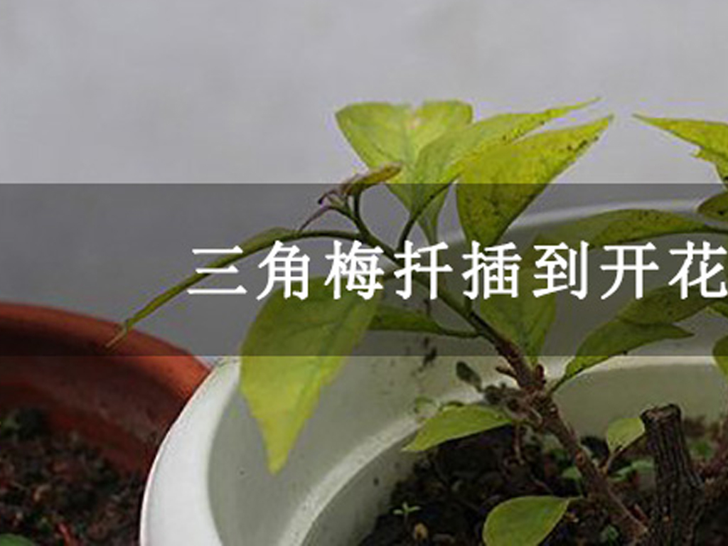 三角梅扦插到開花需要多久