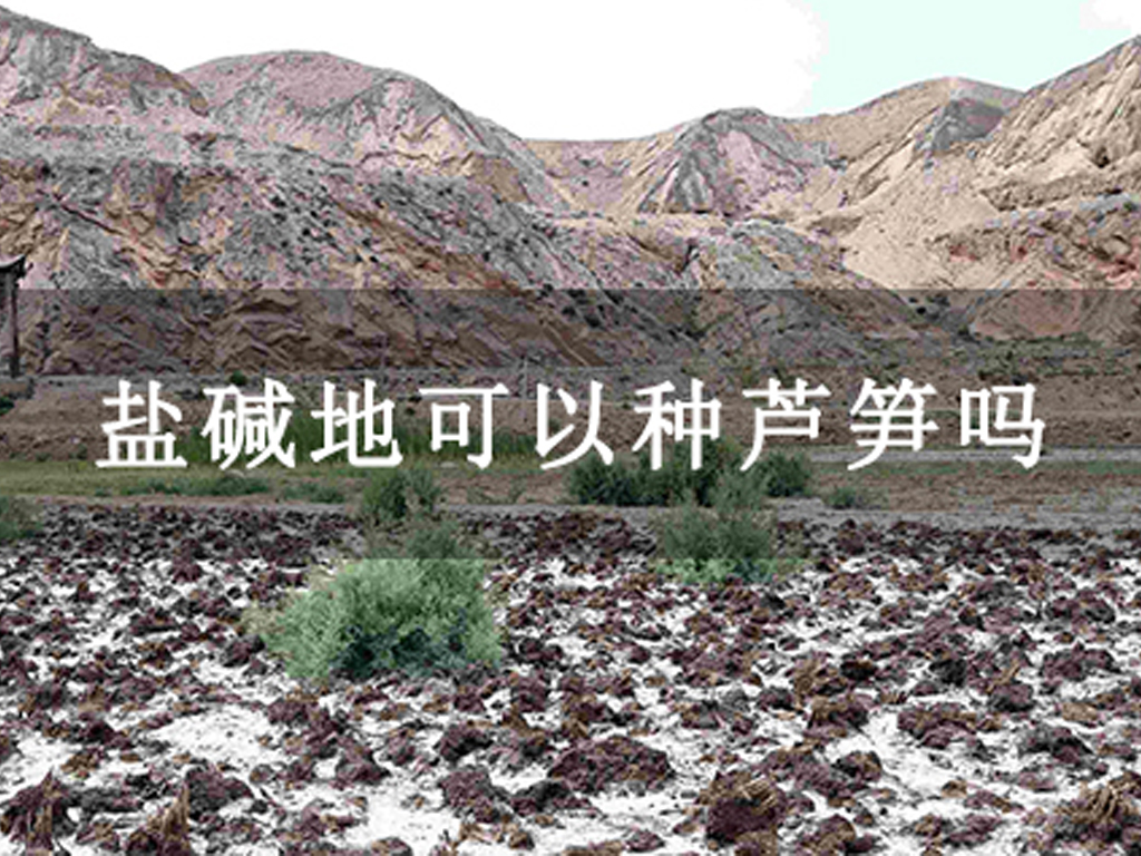 鹽堿地可以種蘆筍嗎