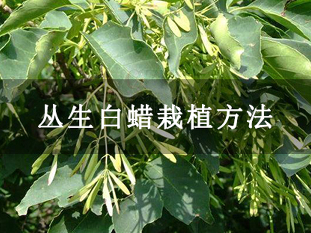 叢生白蠟栽植方法