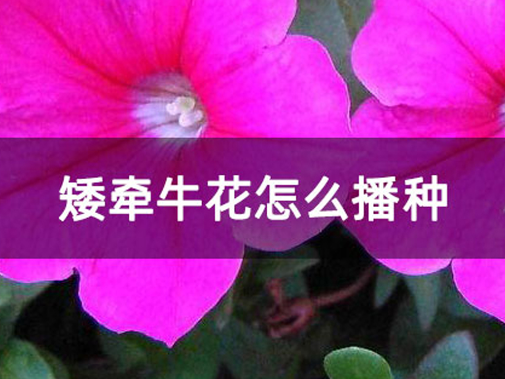 矮牽牛花怎么播種