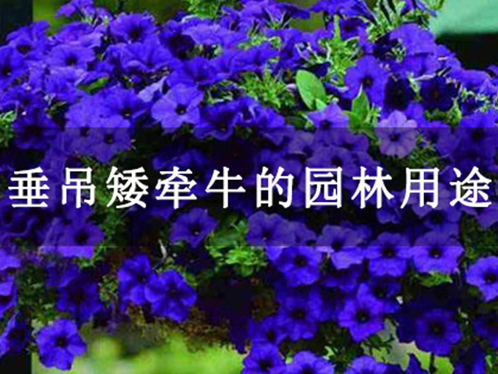 垂吊矮牽牛的園林用途