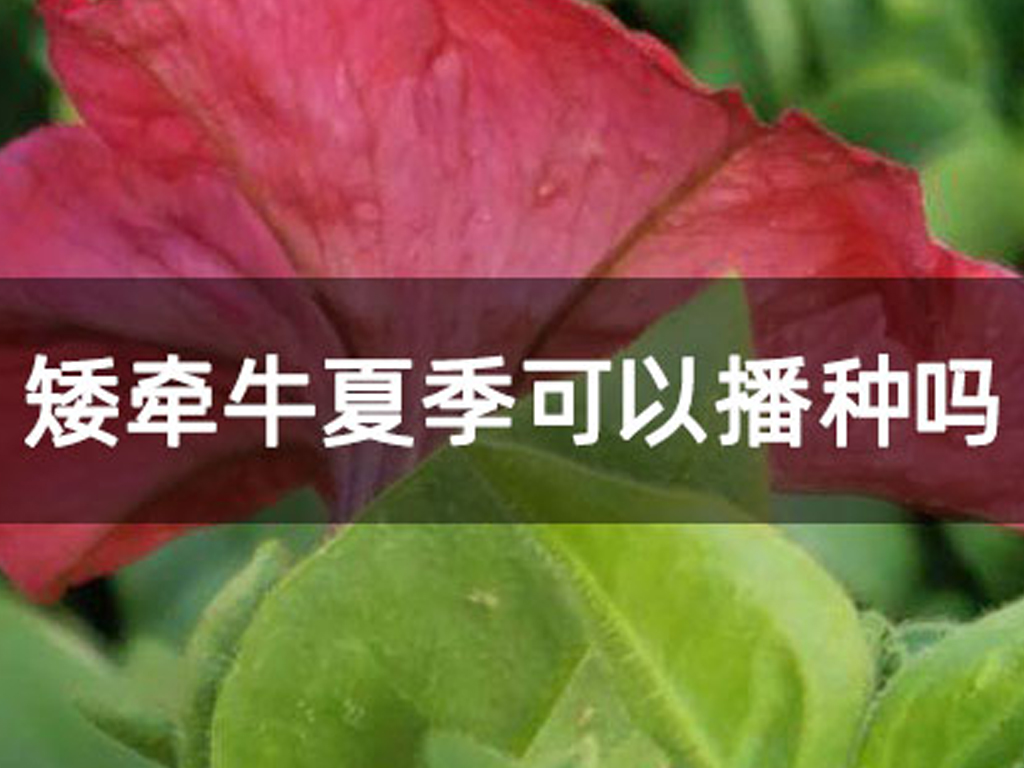 矮牽牛夏季可以播種嗎