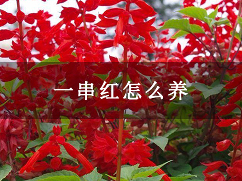 一串紅怎么養(yǎng)
