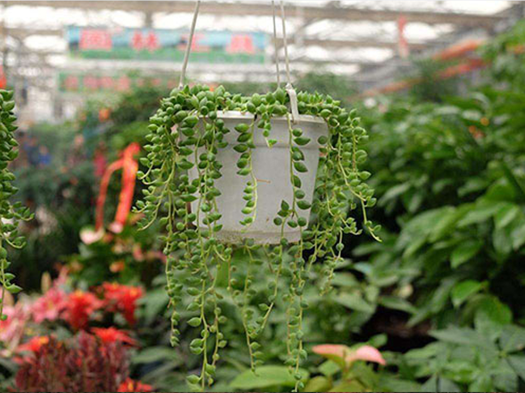 湘鄉：苗木種植“小產業”鄉村振興“大文章”