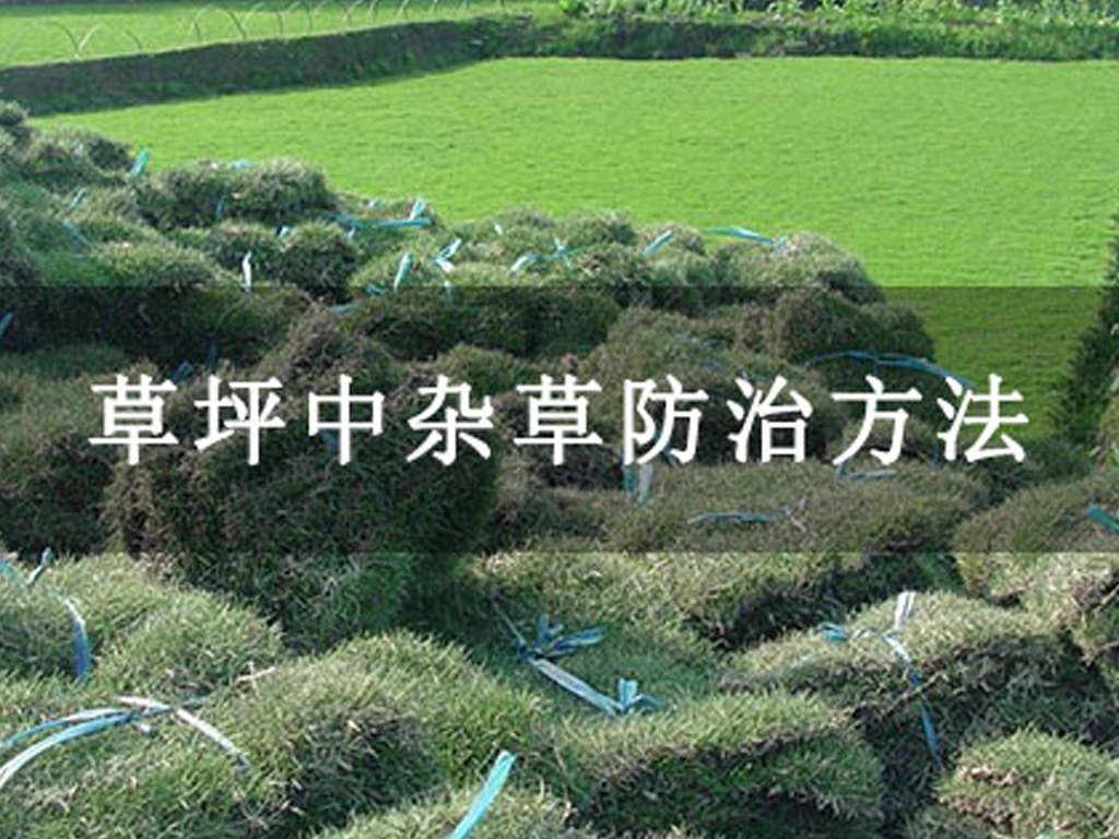 草坪中雜草防治方法